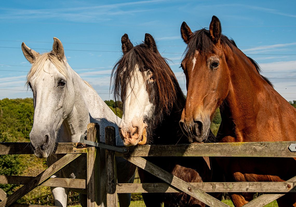 Riding in a friend's Stud 